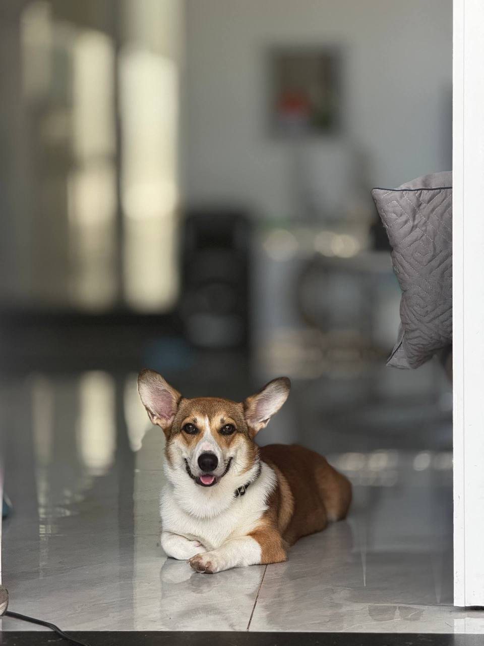 Корги, мальчик, 1 год