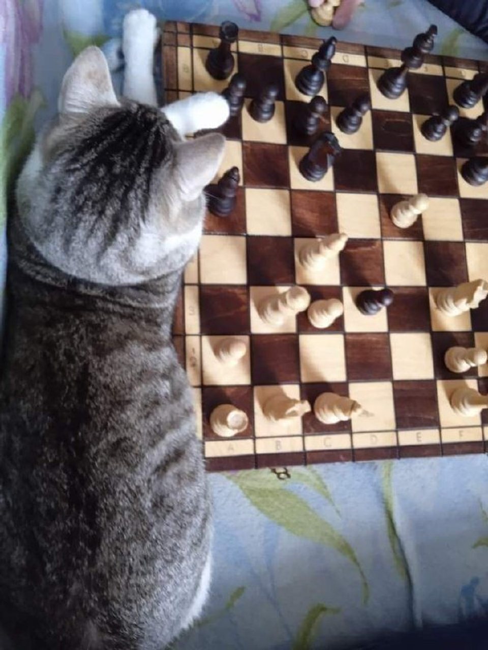 Услуги котоняни и пиар котиков