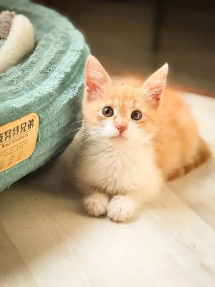 Рыжий котёнок Кейт, 2 месяца