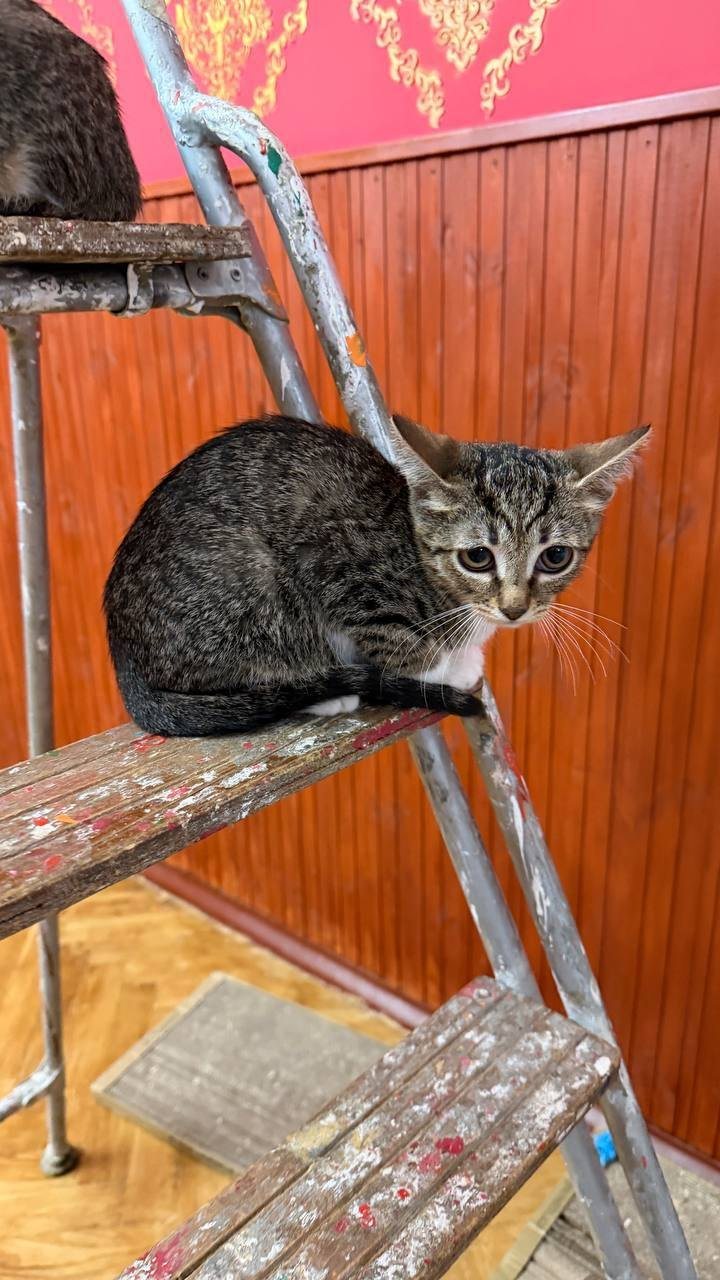 Ищу дом для котёнка Гаечки