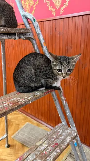 Ищу дом для котёнка Гаечки