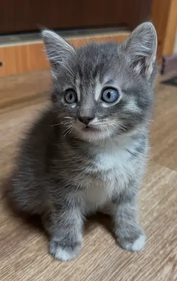 Котята, 2 мальчика и 2 девочки