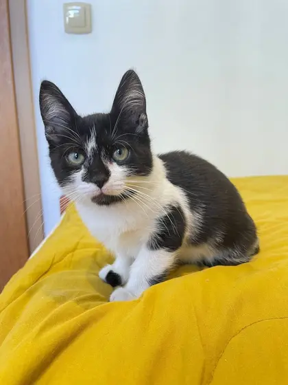Кошка, 2 месяца, ищет дом