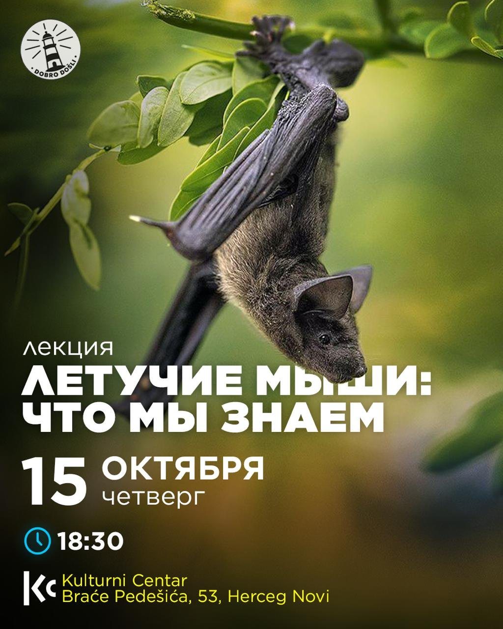 Лекция о летучих мышах