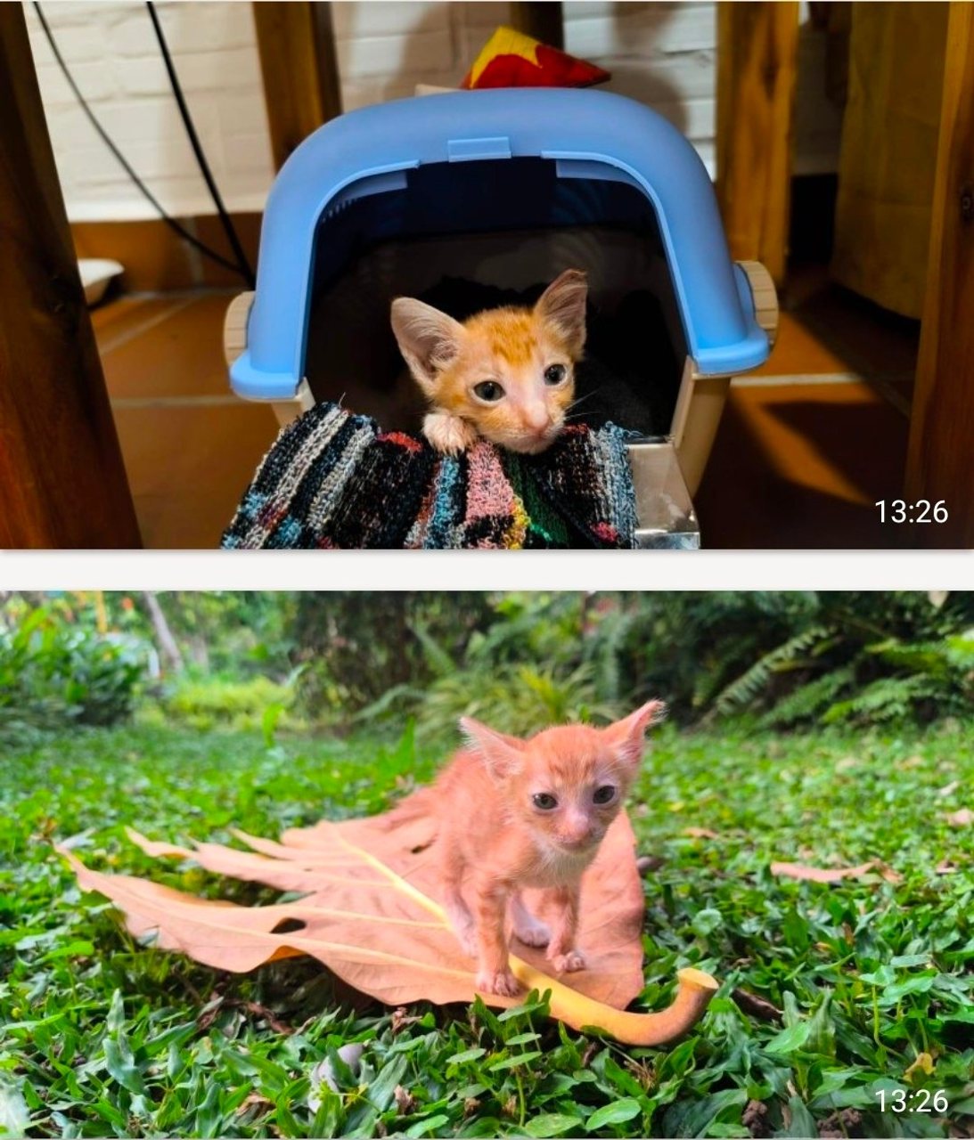 Рыжая кошечка, 1 месяц ищет дом