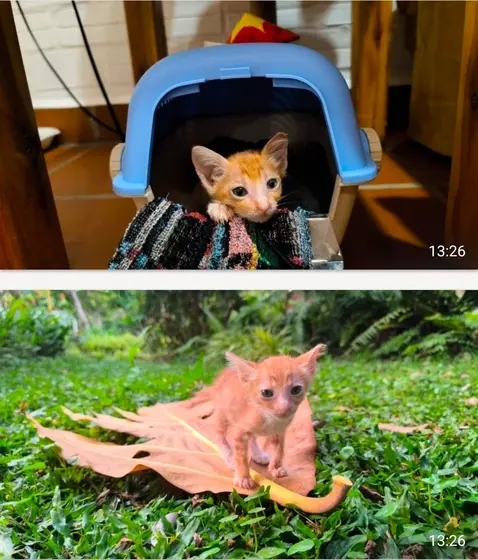 Рыжая кошечка, 1 месяц ищет дом