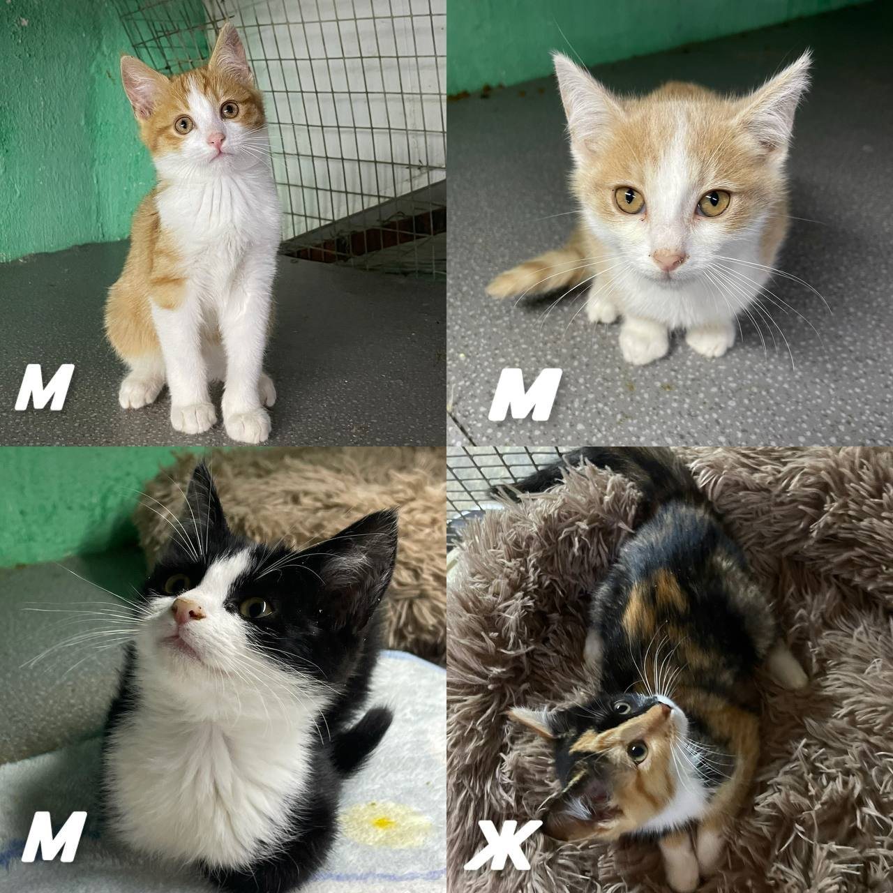 Котята, 2 месяца