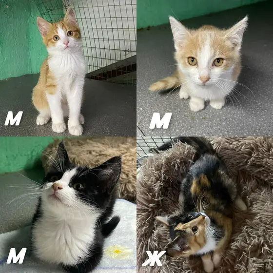 Котята, 2 месяца