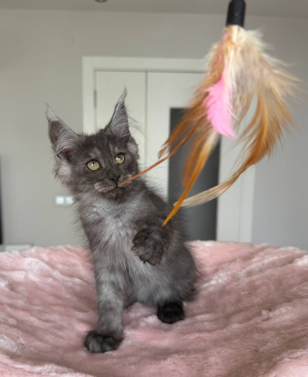 Котёнок мейн-кун, 3,5 месяца
