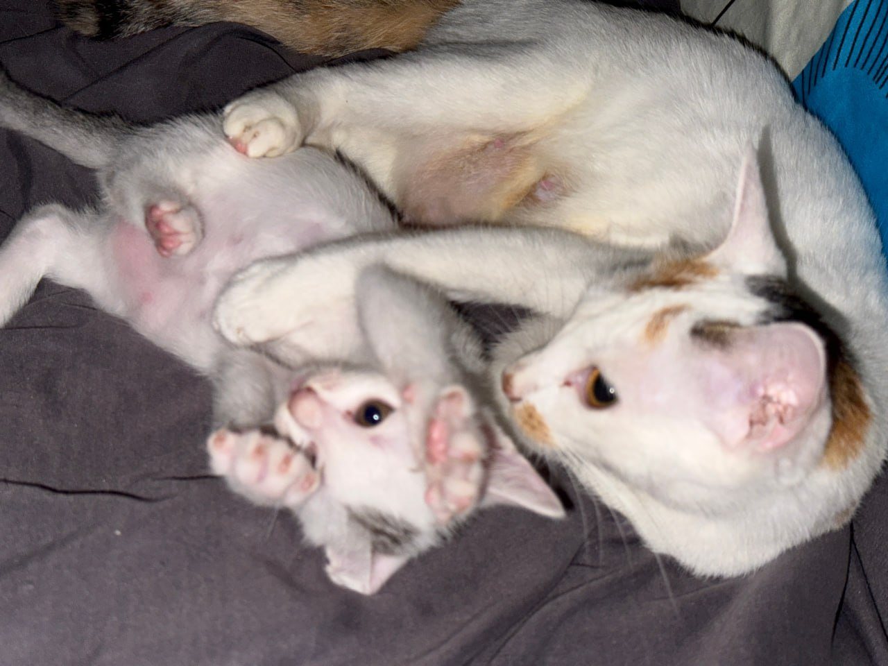 Кошечка, 1,5 месяца